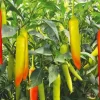 Hot Horn Pepper Seeds for Planting - 25 Seed Pack - Vegetable Seeds - Image 1