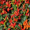Hot Pepper Live Plant in 4'' Pot - Indoor/Outdoor Vegetable Garden - Image 1