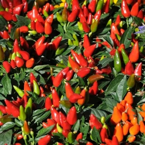 Hot Pepper Live Plant in 4'' Pot - Indoor/Outdoor Vegetable Garden - Image 6