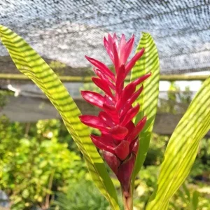 Hot Pink Ginger Plant Live - Flowering Ornamental, Fragrant, 5-8