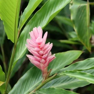 Hot Pink Ginger Plant Live - Flowering Ornamental, Fragrant, 5-8