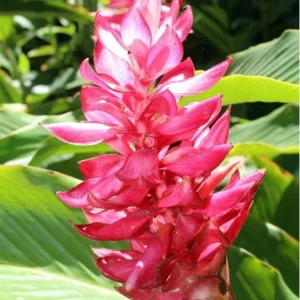 Hot Pink Ginger Plant Live - Flowering Ornamental, Fragrant, 5-8