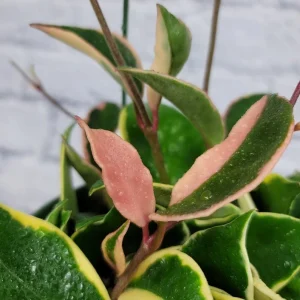 Hoya Carnosa Krimson Queen Live Plant - Variegated Trailing Wax Plant in 4 inch pot - Image 1