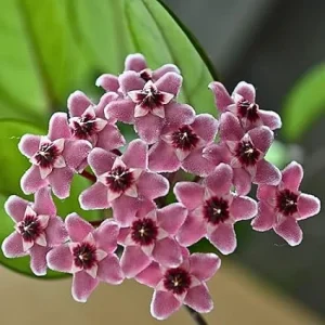 Hoya Carnosa Live Plant – 4-6 Inch Trailing Vine – Indoor & Outdoor - Image 1
