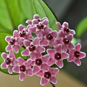 Hoya Carnosa Live Plant – 4-6 Inch Trailing Vine – Indoor & Outdoor - Image 3