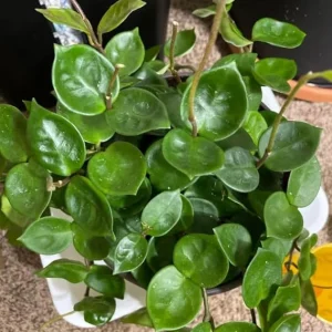 Hoya Carnosa Live Plant - Starter Wax Plant 5 Inch Tall - Indoor Houseplant - Image 2