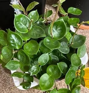 Hoya Carnosa Live Plant - Starter Wax Plant 5 Inch Tall - Indoor Houseplant - Image 3