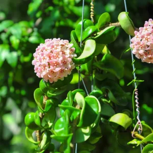 Hoya Hindu Rope Live Plant – 4 inch Pot – Low Maintenance Indoor Houseplant - Image 2