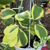 Hoya Hindu Rope Live Plant – 4 inch Pot – Low Maintenance Indoor Houseplant - Image 1