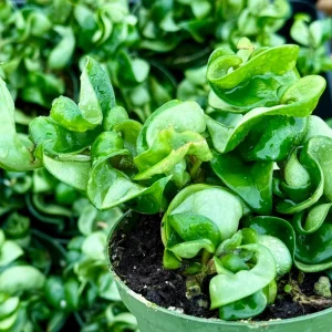 Hoya Hindu Rope Live Plant – Hoya Carnosa Compacta – Curly Houseplant in 4