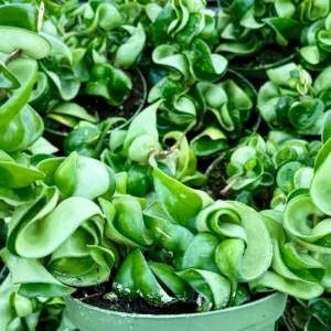 Hoya Hindu Rope Live Plant – Hoya Carnosa Compacta – Curly Houseplant in 4