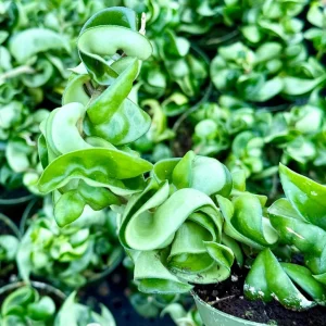 Hoya Hindu Rope Live Plant – Hoya Carnosa Compacta – Curly Houseplant in 4