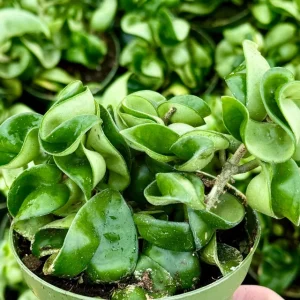 Hoya Hindu Rope Live Plant – Hoya Carnosa Compacta – Curly Houseplant in 4