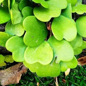 Hoya Kerrii Heart Live Plant - Indoor/Outdoor Houseplant - 2-4 Leaves - Image 2