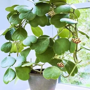 Hoya Kerrii Heart Plants Live – 2-Pack 4-5 Inches – Indoor/Outdoor Houseplant - Image 7