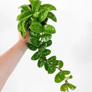 Hoya Live Plant - Rare Houseplant Vine, 4-7 Inches Tall, No Pot, Indoor - Image 2
