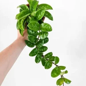 Hoya Live Plant - Rare Houseplant Vine, 4-7 Inches Tall, No Pot, Indoor - Image 1