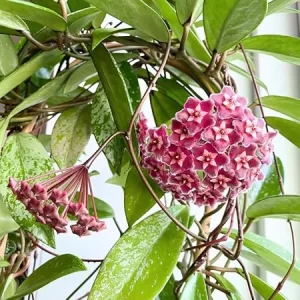Hoya Plant Live Houseplant – Pink Flower Silver Leaf – 5 Inch Bareroot for Indoor/Outdoor - Image 2