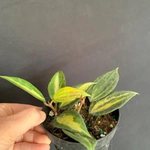 Hoya 'Pot of Gold' Live Plant - Variegated Wax Plant in 4 inch Pot - Indoor Trailing Plant - Image 10