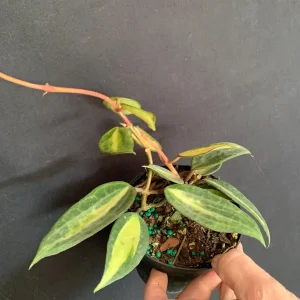 Hoya 'Pot of Gold' Live Plant - Variegated Wax Plant in 4 inch Pot - Indoor Trailing Plant - Image 2