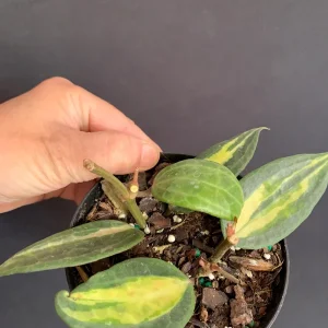 Hoya 'Pot of Gold' Live Plant - Variegated Wax Plant in 4 inch Pot - Indoor Trailing Plant - Image 4