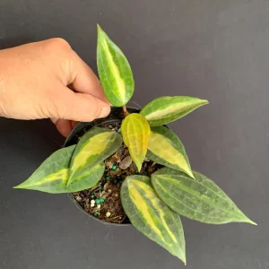 Hoya 'Pot of Gold' Live Plant - Variegated Wax Plant in 4 inch Pot - Indoor Trailing Plant - Image 5