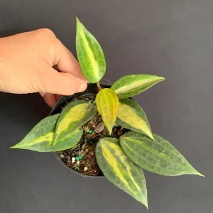 Hoya 'Pot of Gold' Live Plant - Variegated Wax Plant in 4 inch Pot - Indoor Trailing Plant - Image 6