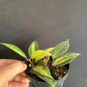 Hoya 'Pot of Gold' Live Plant - Variegated Wax Plant in 4 inch Pot - Indoor Trailing Plant - Image 7