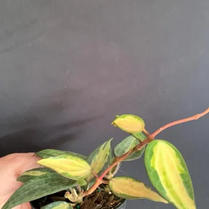 Hoya 'Pot of Gold' Live Plant - Variegated Wax Plant in 4 inch Pot - Indoor Trailing Plant - Image 8