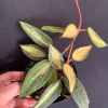 Hoya 'Pot of Gold' Live Plant - Variegated Wax Plant in 4 inch Pot - Indoor Trailing Plant - Image 1