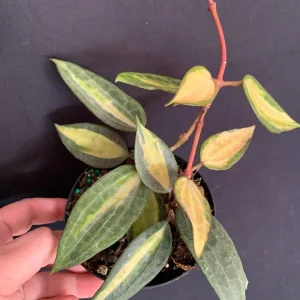Hoya 'Pot of Gold' Live Plant - Variegated Wax Plant in 4 inch Pot - Indoor Trailing Plant - Image 1
