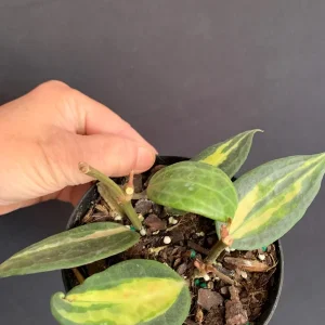 Hoya 'Pot of Gold' Live Plant - Variegated Wax Plant in 4 inch Pot - Indoor Trailing Plant - Image 9