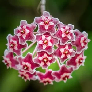 Hoya Pubicalyx Live Plant – Tropical Vine Houseplant 4-6 Inch Tall - Image 5
