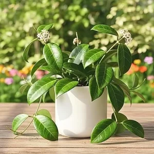 Hoya Quinquenervia Live Plant – Large Leaves, 4-6 Inches Tall – Indoor Houseplant - Image 3