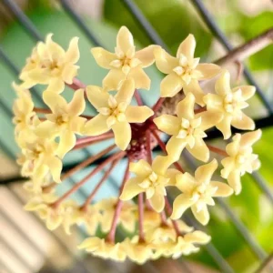 Hoya Quinquenervia Live Plant Set - 2 Wax Vine Houseplants, 5-8