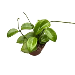 Hoya Quinquenervia Live Plant Set - 2 Wax Vine Houseplants, 5-8