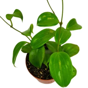 Hoya Quinquenervia Live Plant Set - 2 Wax Vine Houseplants, 5-8