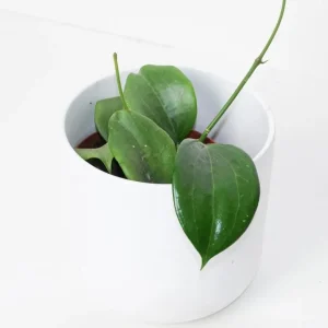 Hoya Quinquenervia Live Plant Set - 2 Wax Vine Houseplants, 5-8