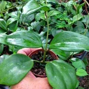 Hoya Quinquenervia Live Plant – Wax Vine – Yellow Flowers – 5-8 Inch Tall – Indoor Houseplant - Image 10