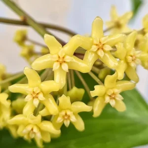 Hoya Quinquenervia Live Plant – Wax Vine – Yellow Flowers – 5-8 Inch Tall – Indoor Houseplant - Image 2