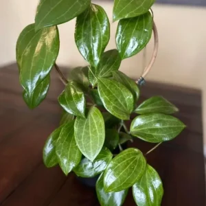 Hoya Quinquenervia Live Plant – Wax Vine – Yellow Flowers – 5-8 Inch Tall – Indoor Houseplant - Image 4