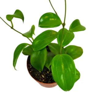 Hoya Quinquenervia Live Plant – Wax Vine – Yellow Flowers – 5-8 Inch Tall – Indoor Houseplant - Image 7