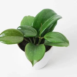 Hoya Quinquenervia Live Plant – Wax Vine – Yellow Flowers – 5-8 Inch Tall – Indoor Houseplant - Image 9