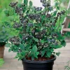 Huckleberry Plant Live 4'' Pot - Sweet Black Bush 4-7 Inches Tall Outdoor - Image 1