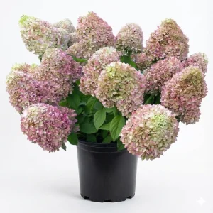 Hydrangea Live Plant 4