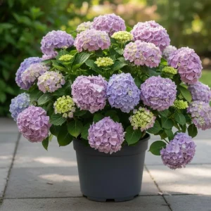 Hydrangea Live Plant 4