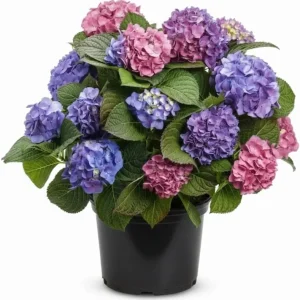 Hydrangea Live Plant 4