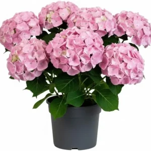 Hydrangea Live Plant 4