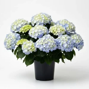 Hydrangea Live Plant 4