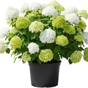 Hydrangea Live Plant 4